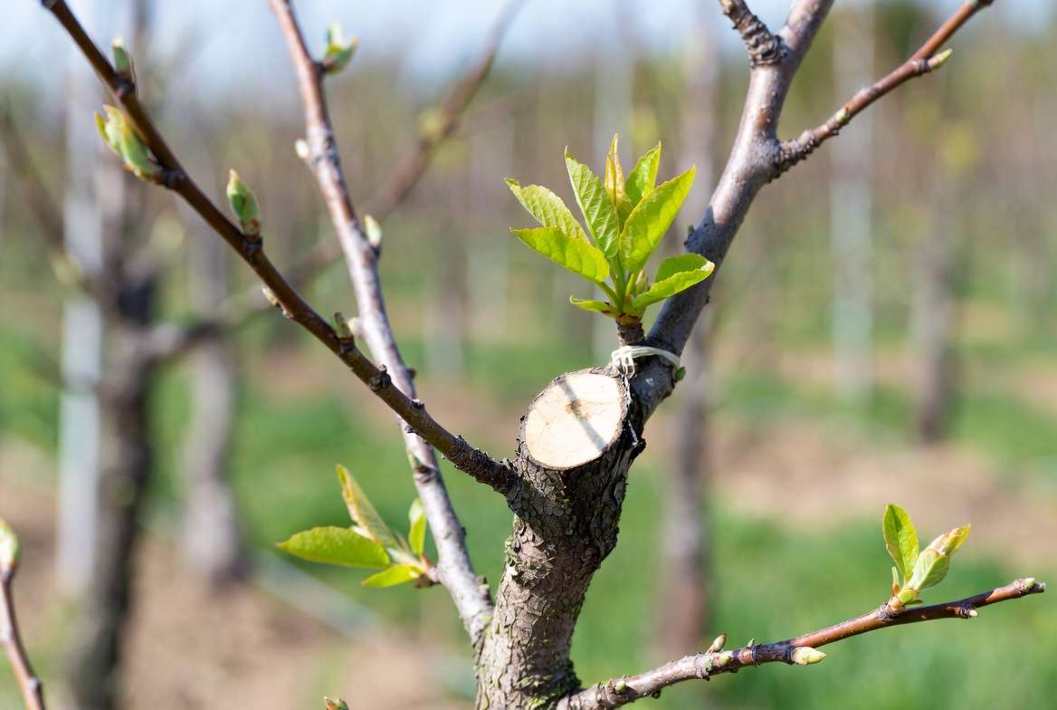 Successful grafting result after collecting scion wood in winter - healthy young grafted fruit tree in spring