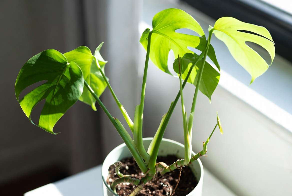Healthy Monstera plant showing fresh new growth and vibrant leaves after trimming away rotten stems and proper aftercare