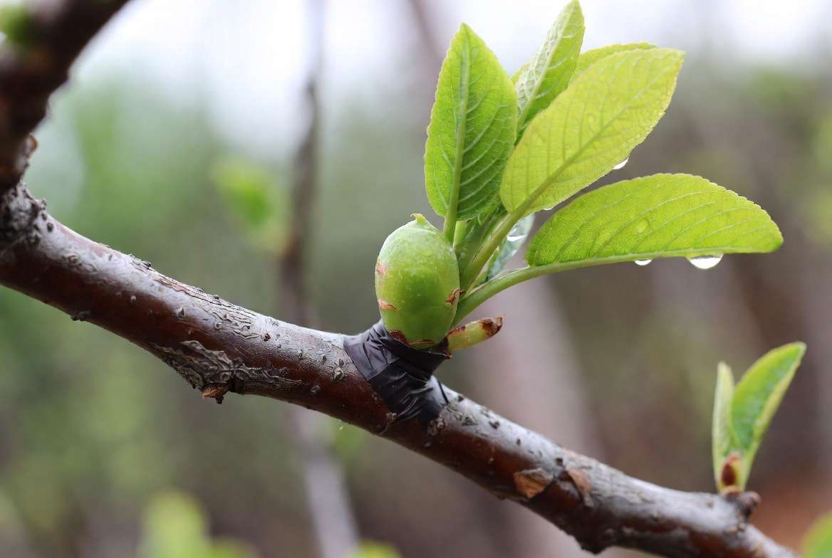 Chip budding aftercare – new bud growth three weeks after grafting