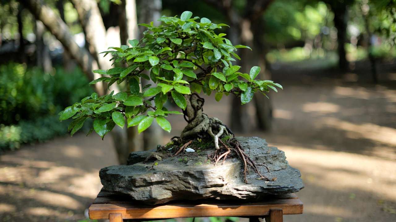 Mature Shimpaku juniper root-over-rock bonsai with dramatic exposed roots and refined cloud pad