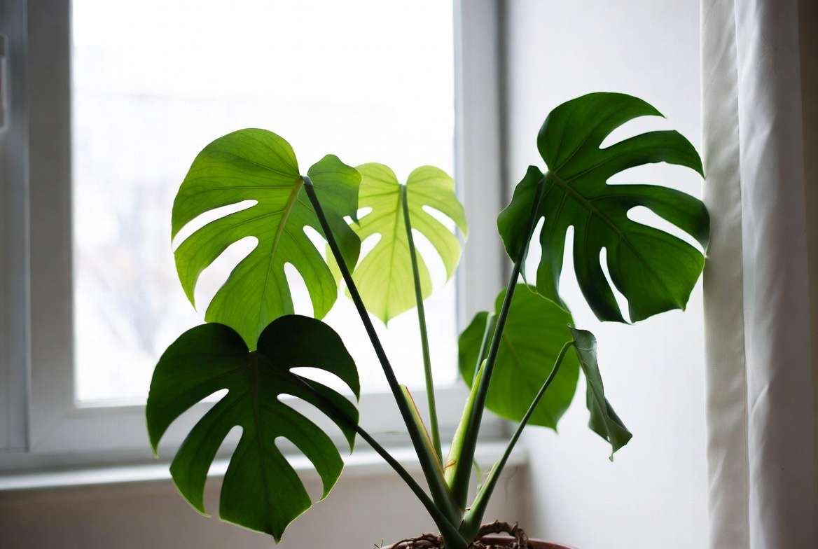 Revived monstera plant after water therapy showing healthy new growth and perky leaves