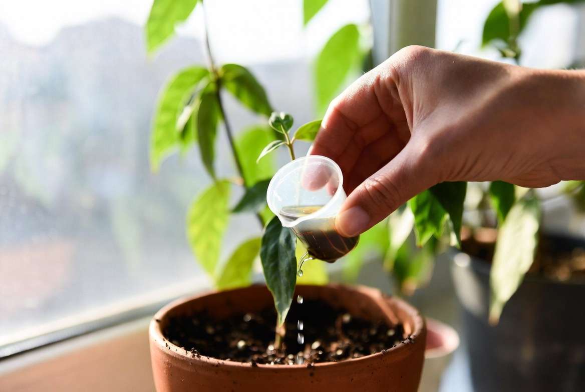 Applying liquid potassium fertilizer to indoor potted plant soil