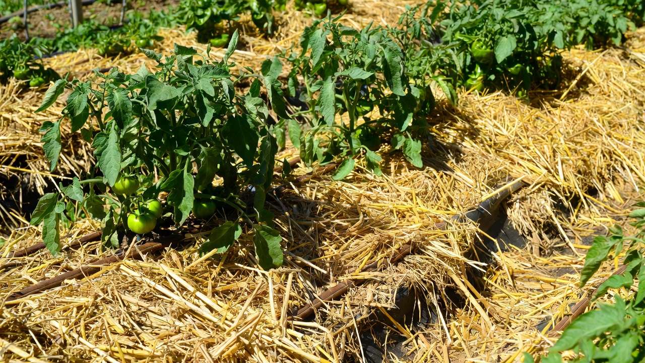 Thick organic straw mulch protecting vegetable garden soil from extreme heat waves, with drip lines for deep watering"