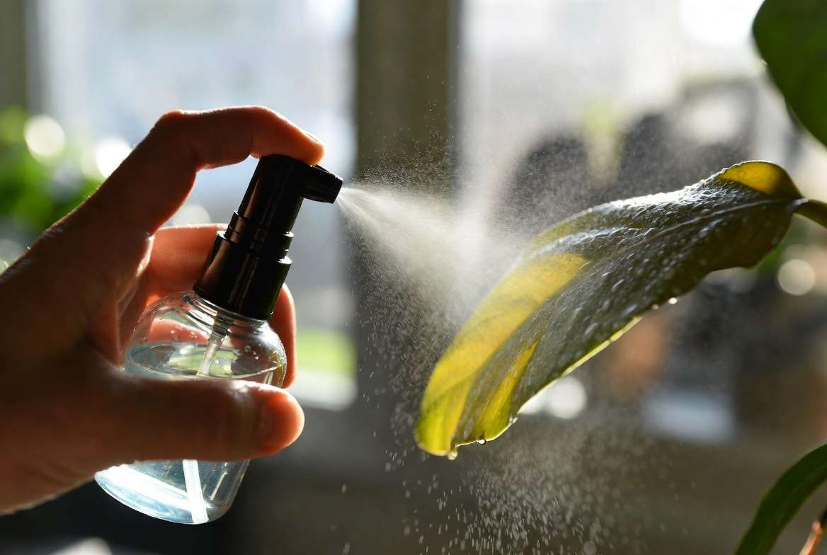 Applying foliar iron spray to treat iron deficiency in houseplants