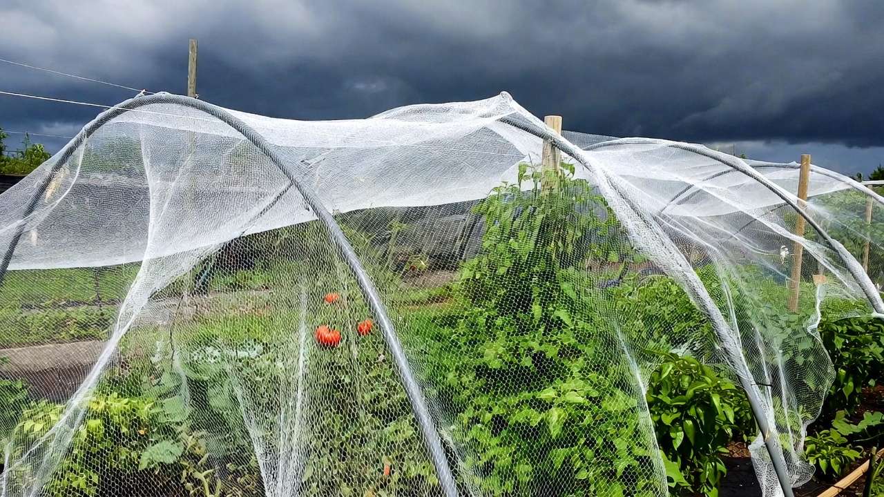 Hail netting protecting vegetable garden from storm with tomatoes and peppers under protective mesh
