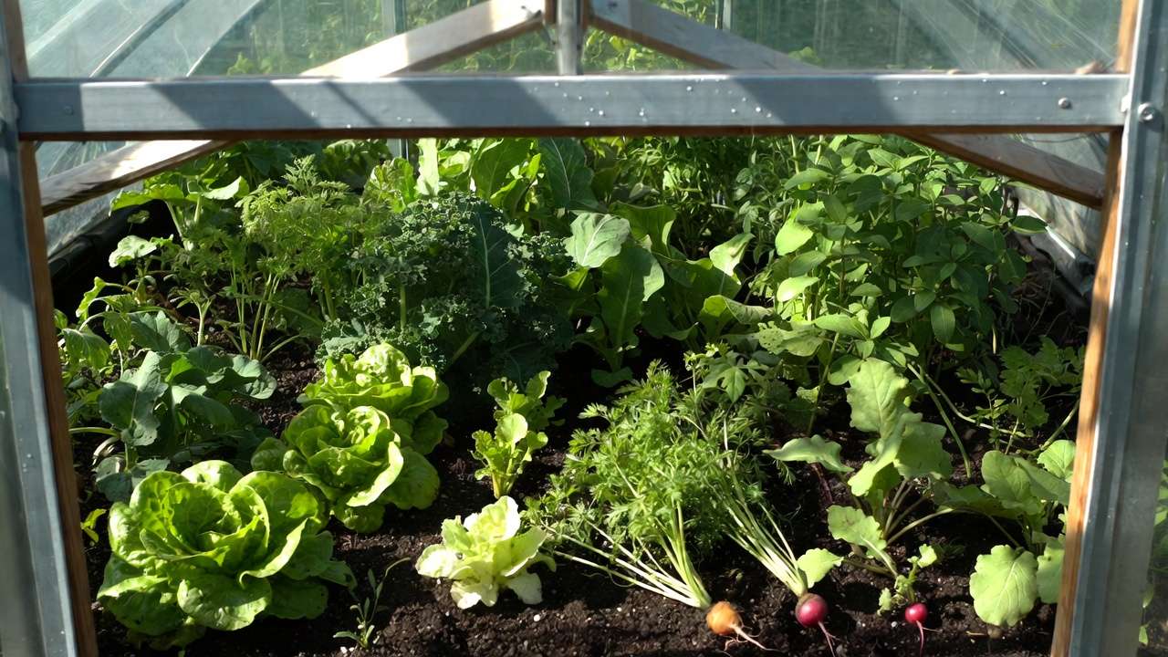 Best plants for using cold frames to extend growing season – lettuce, kale, carrots and herbs thriving inside