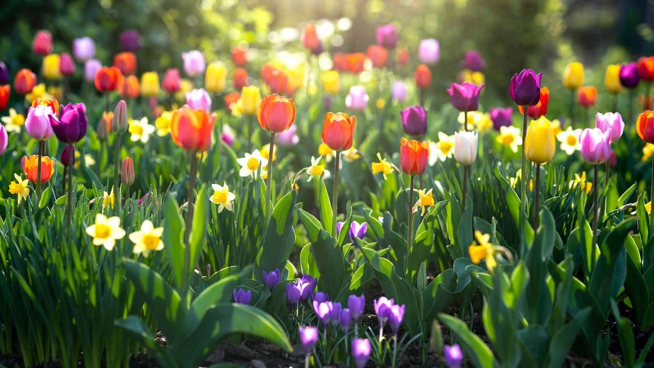 Vibrant spring garden with blooming tulips daffodils and crocuses for November bulb planting inspiration