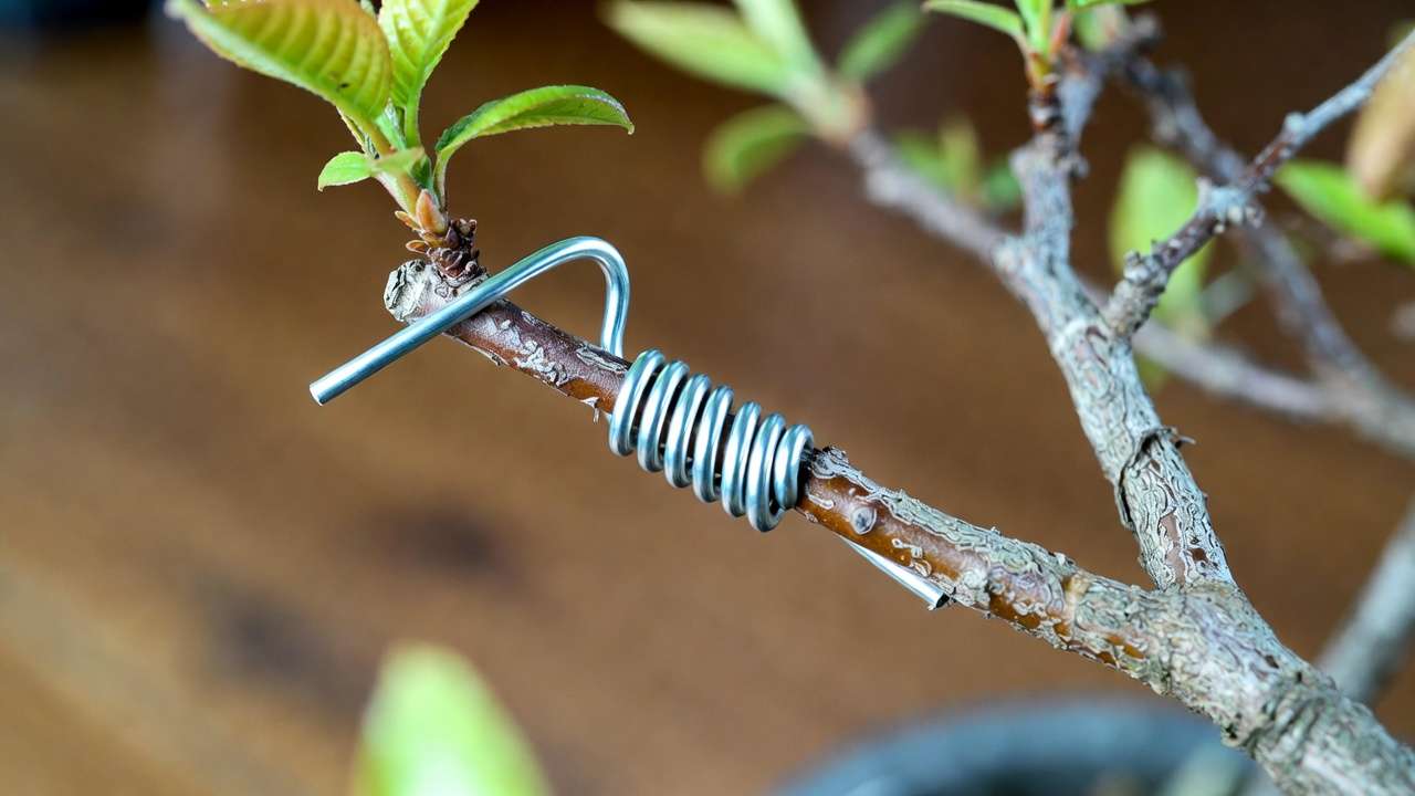 Beginner wiring a bonsai branch with aluminum training wire using proper 1/3 thickness rule and 45-degree coiling