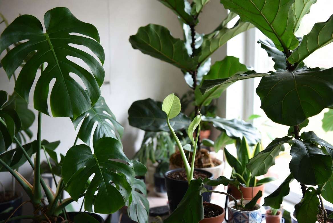 Thriving indoor plant collection demonstrating long-term plant health and resilience