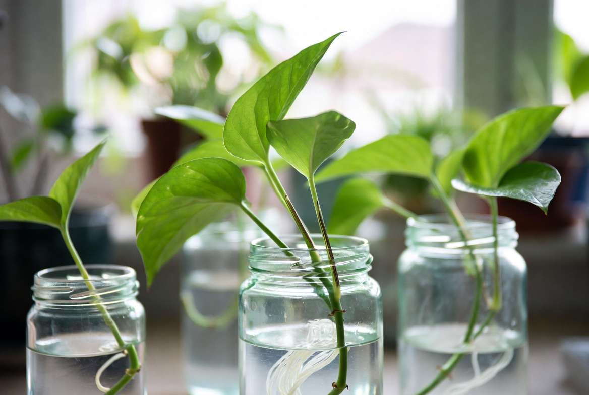 Healthy stem cuttings propagating in water with visible new white roots developing