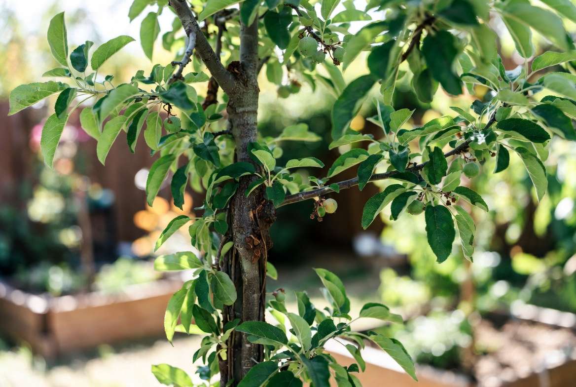 real example of multi variety fruit salad tree created by grafting with parafilm and grafting tape