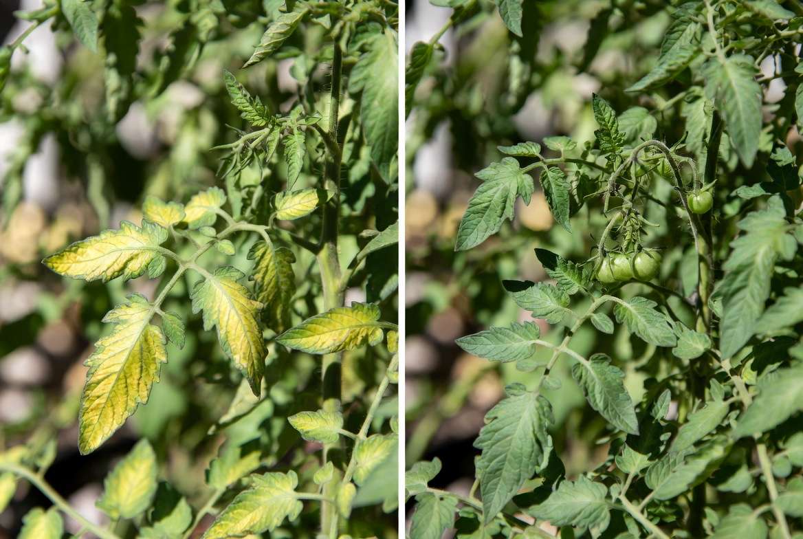 Before and after recovery from magnesium deficiency causing leaf discoloration in tomato plants