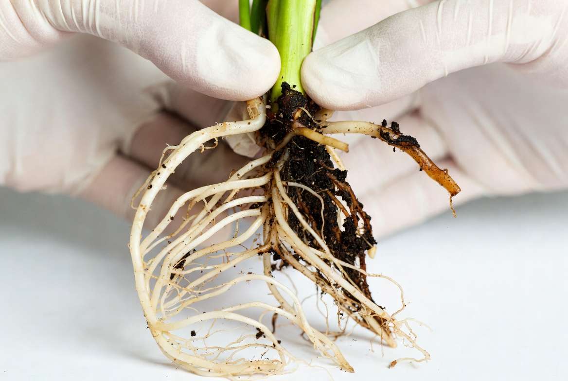Healthy and unhealthy peace lily roots being inspected during plant revival
