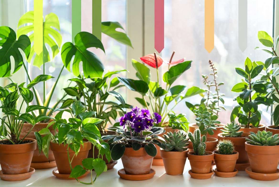 Best NPK ratios for different houseplant types including foliage, flowering, and succulents