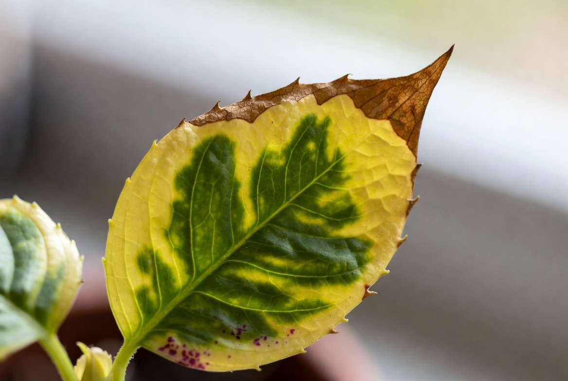Symptoms of potassium deficiency in indoor plants showing brown crispy leaf edges and yellowing