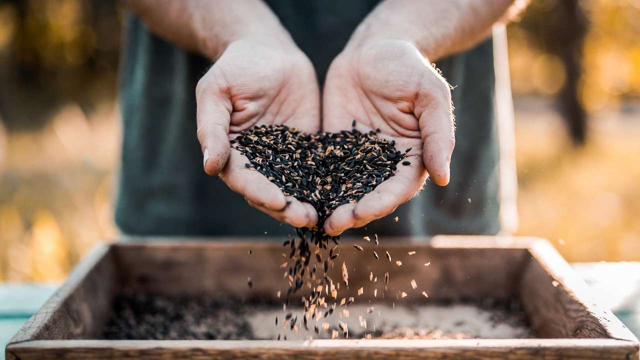 Hands winnowing coneflower seeds from chaff in gentle autumn breeze