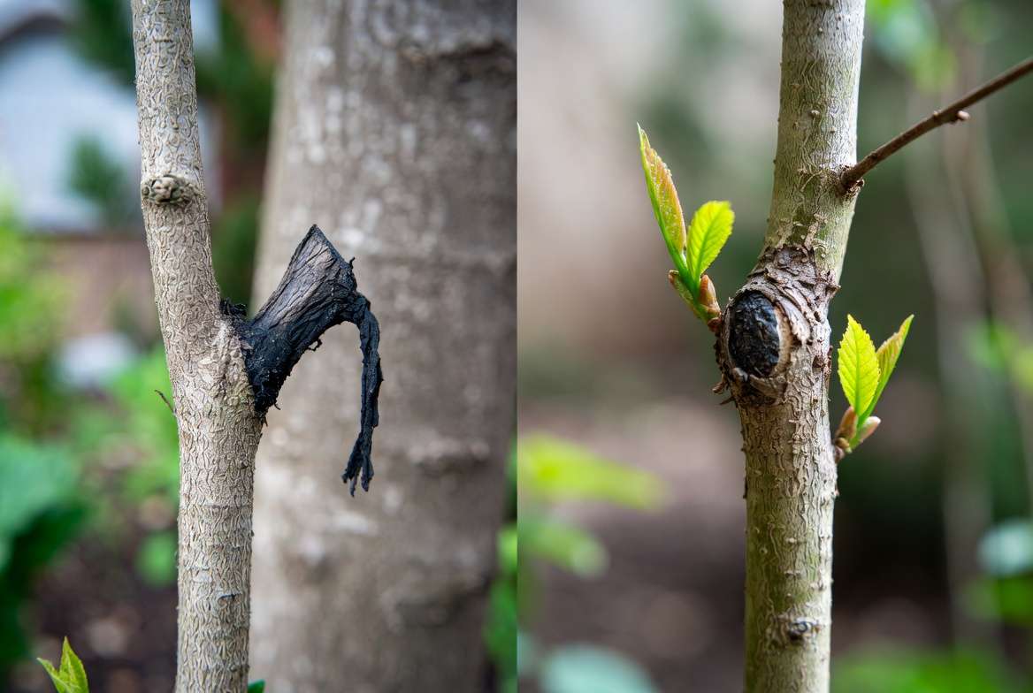 Common Grafting Mistakes and How to Avoid Them"