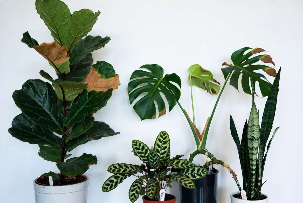 Comparison of sunburn vulnerability in popular houseplants including Fiddle Leaf Fig, Monstera, Calathea, and Snake Plant