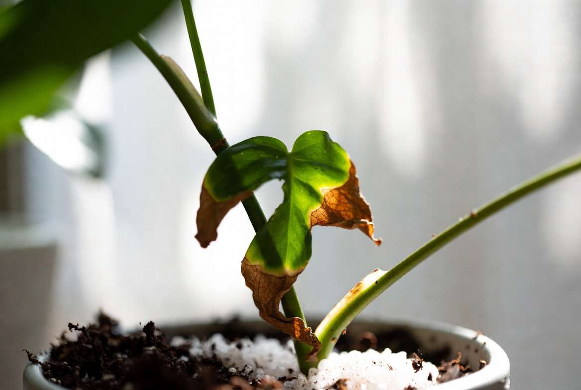 Houseplant with brown crispy leaf tips and salt buildup from over fertilizing
