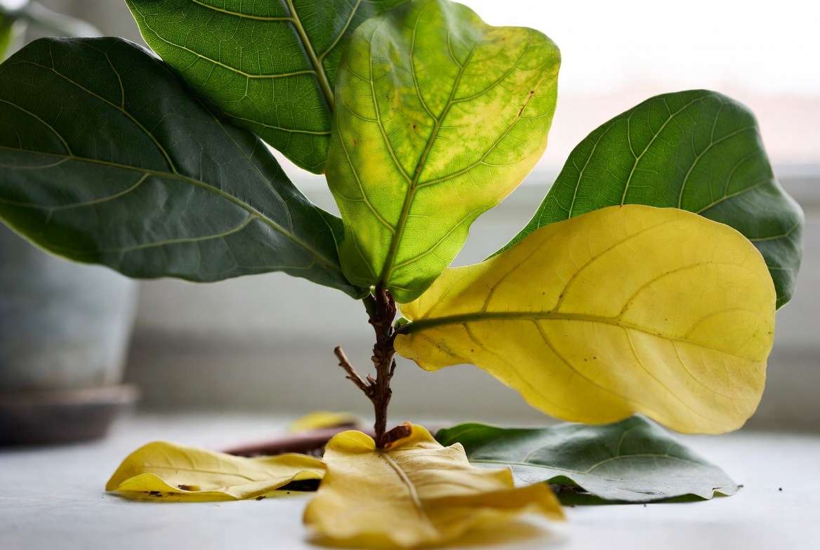 Nitrogen deficiency in houseplant older leaves turning uniformly yellow causing chronic leaf drop
