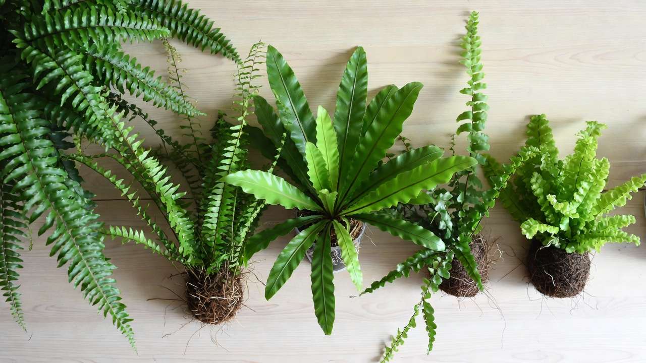 Place this image directly above or below the comparison table for visual reference.