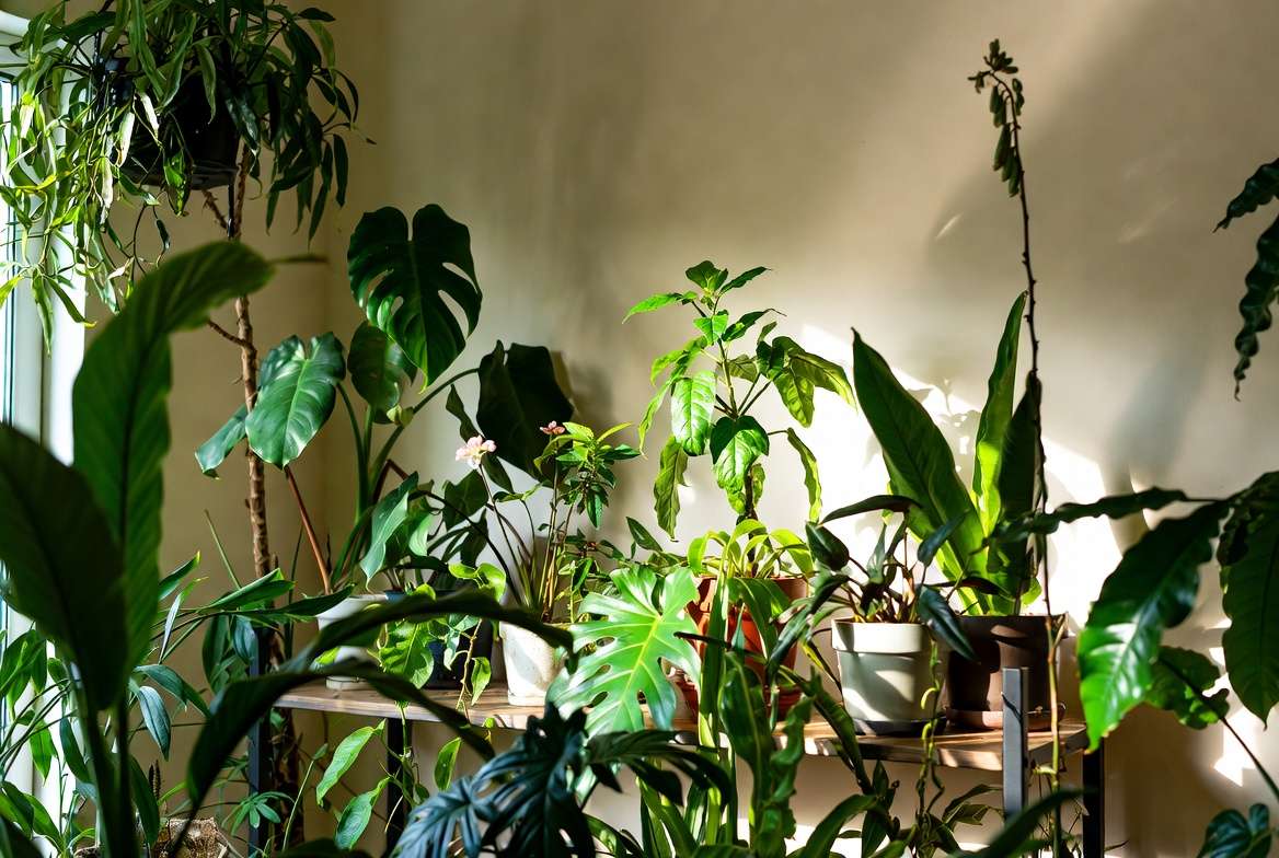 Lush thriving indoor plants after using balanced fertilizers for optimal nutrition