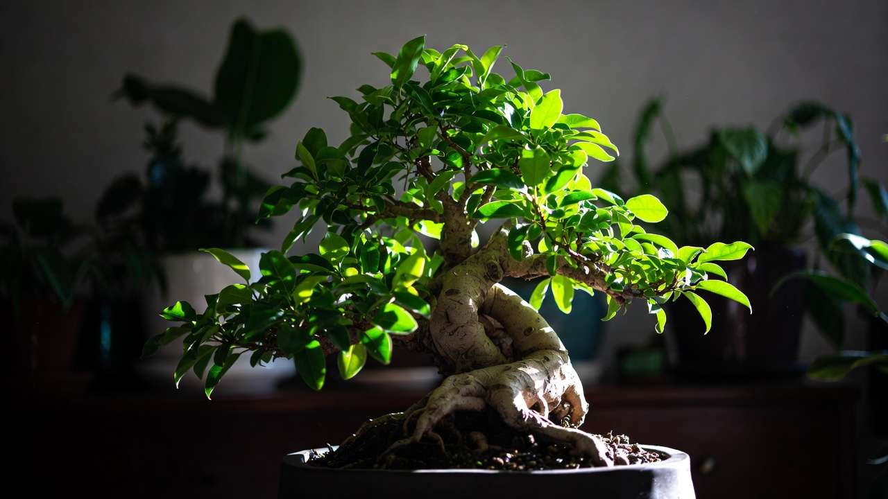 Mature thriving indoor bonsai tree symbolizing successful long-term temperature care
