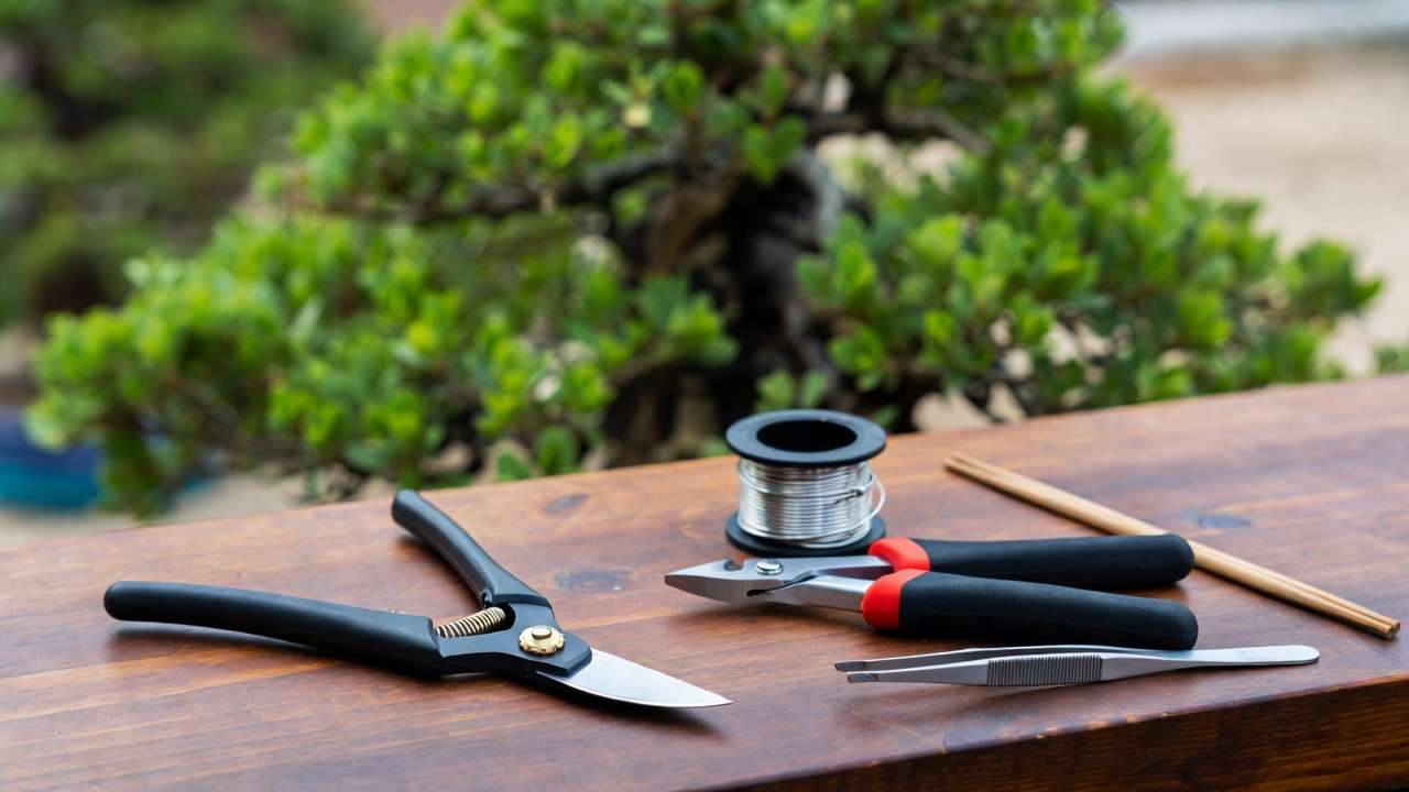 Essential bonsai tools for beginners including pruning shears, concave cutter, wire cutters, training wire, chopsticks and tweezers arranged on wooden surface with bonsai tree in background