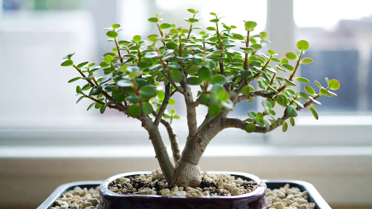 Dwarf Jade succulent bonsai showing thick trunk and red-tinged coin leaves indoors
