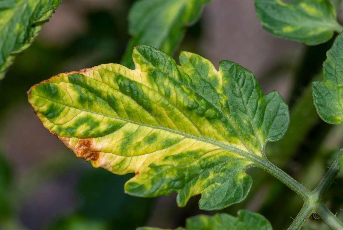 Tomato leaf showing magnesium deficiency causing leaf discoloration with interveinal chlorosis and green veins