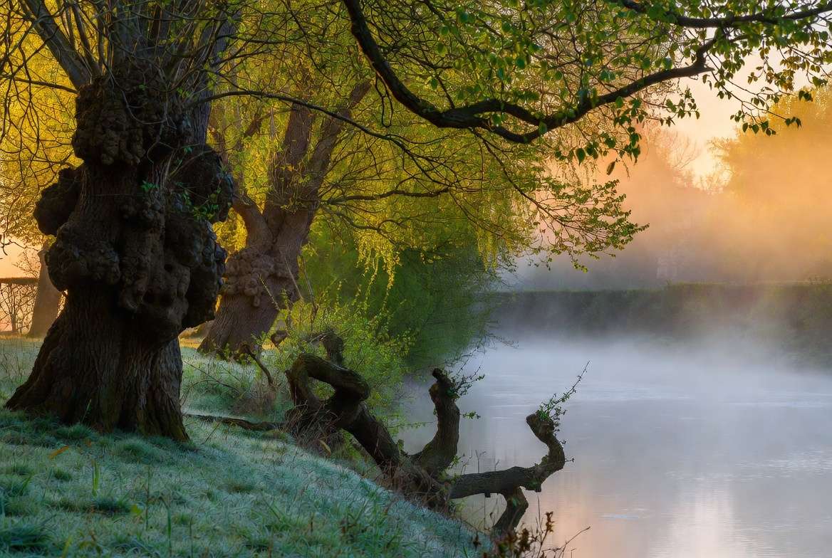 Traditional pollarded willows in English river landscape for sustainable fodder and basketry