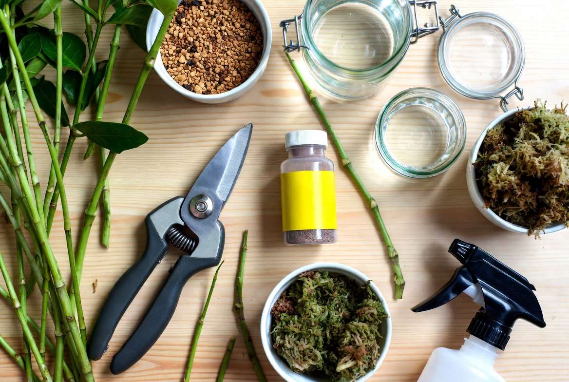 Essential tools and materials for propagating healthy stems from a dying plant including shears, rooting hormone, and glass jars