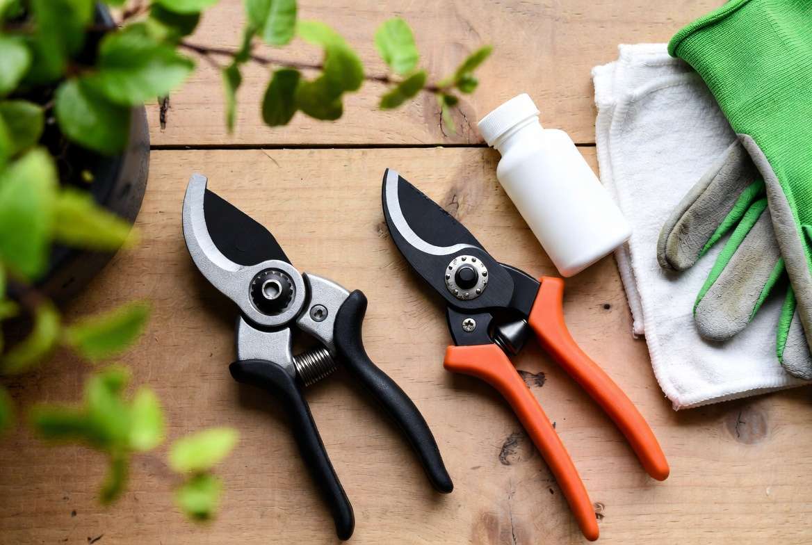 Essential pruning tools including bypass shears, rubbing alcohol and gloves for safely trimming away rotten stems on houseplants and trees
