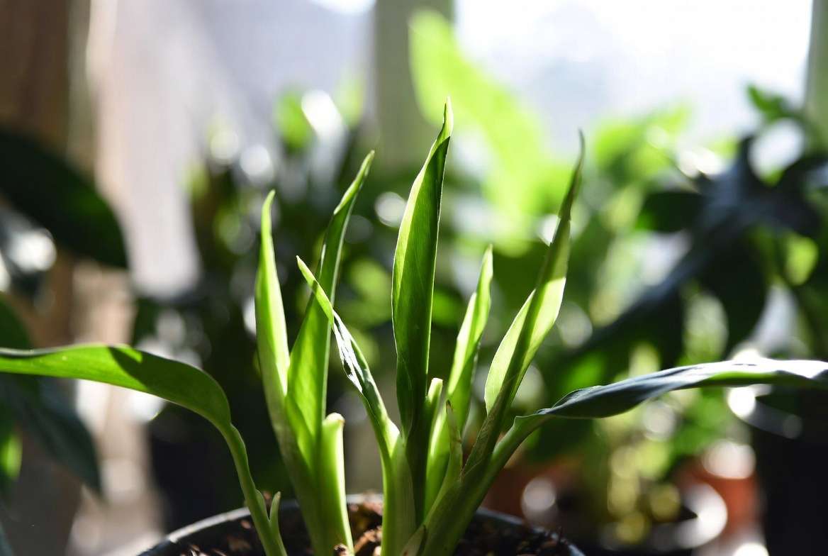 Successful gradual light reintroduction for healing plants resulting in strong new growth and healthy foliage