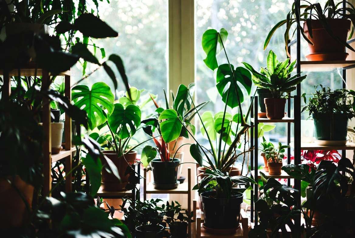 Thriving indoor houseplants with expert organic and synthetic fertilizer care tips