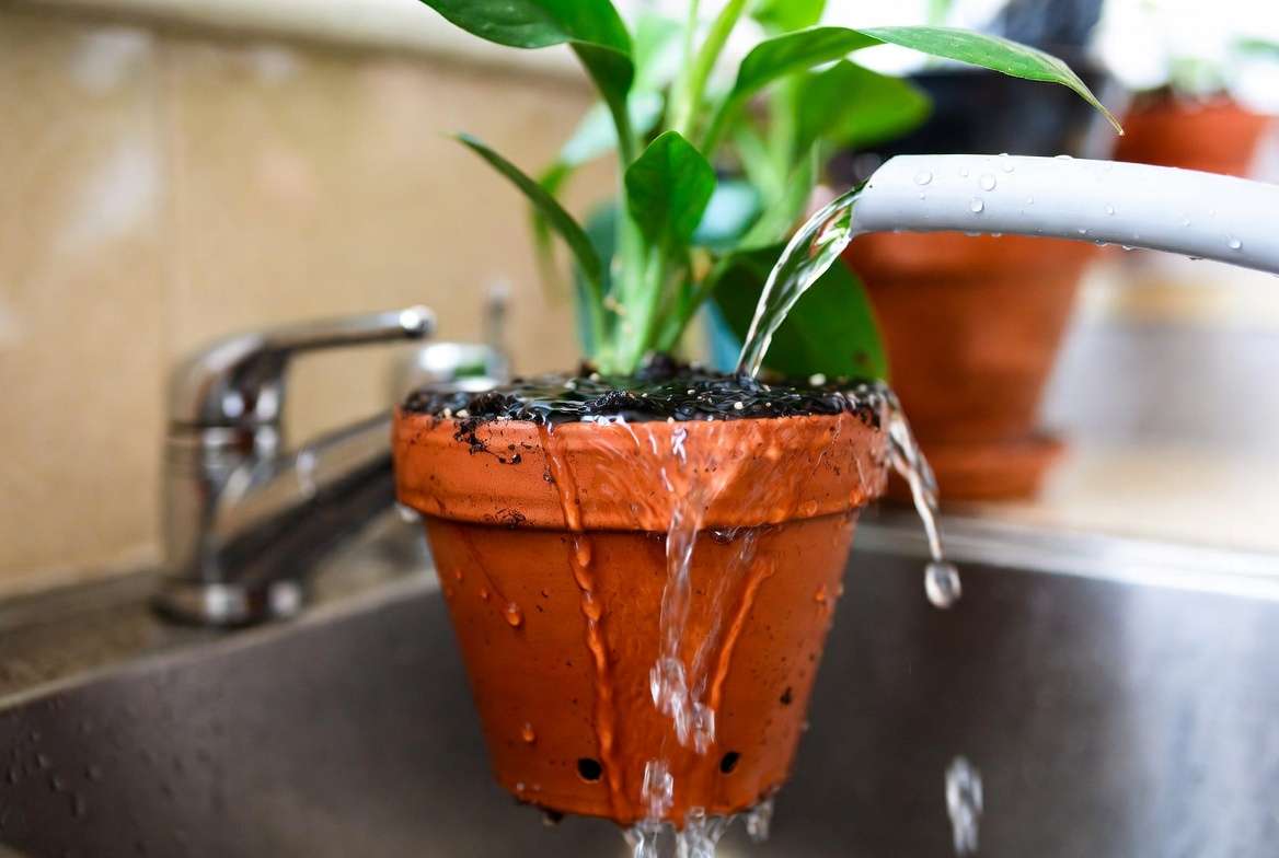 Flushing soil of overfertilized potted plant to remove excess fertilizer salts