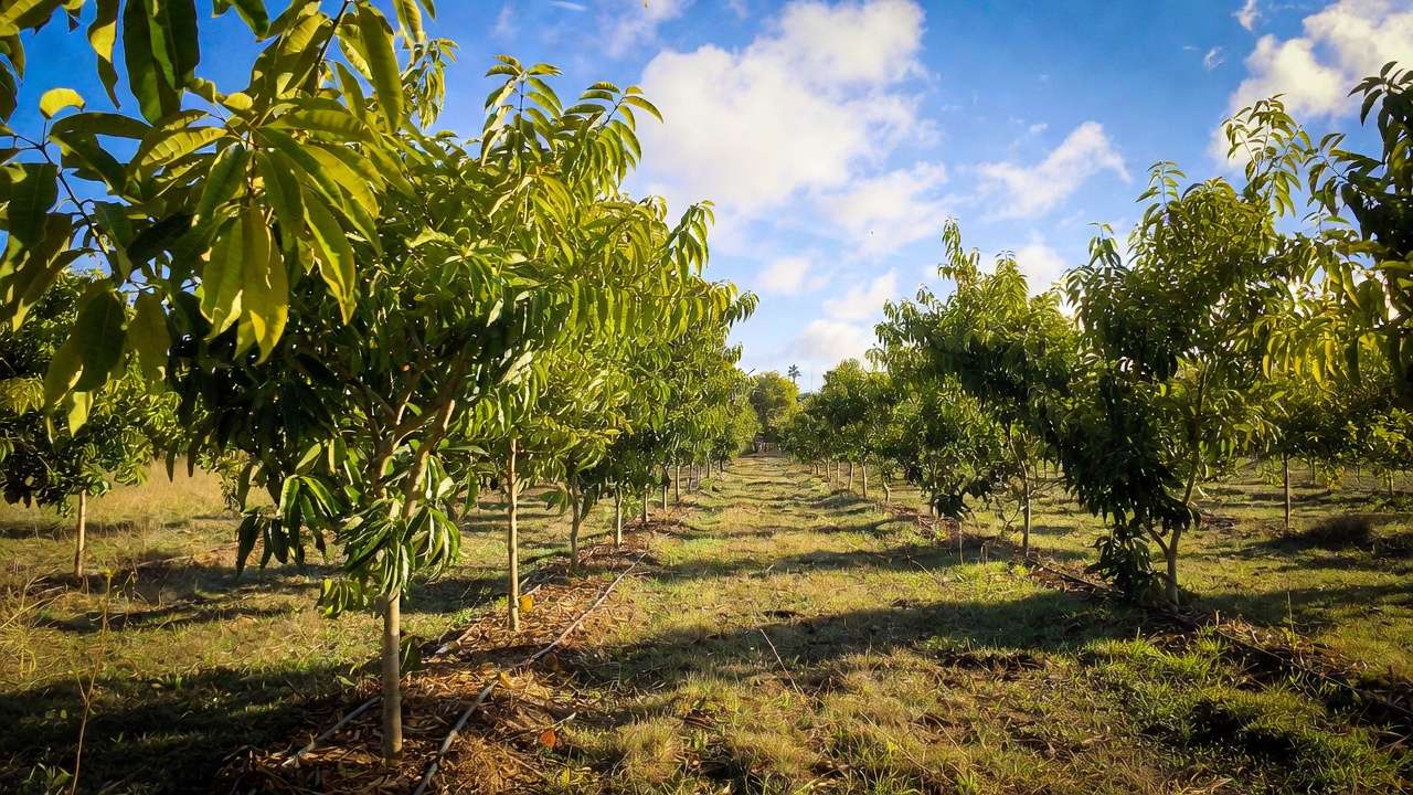 Healthy young fruit trees thriving after correct seasonal planting in subtropical orchard