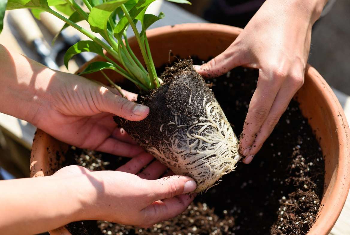 Step-by-step gentle repotting of a houseplant showing careful root handling to prevent repotting shoc