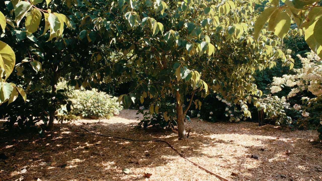 ummer garden with deep watering and mulch protecting trees during hot weather