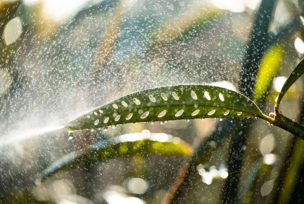 Close-up of plant leaf stomata absorbing foliar spray nutrients with fine mist droplets