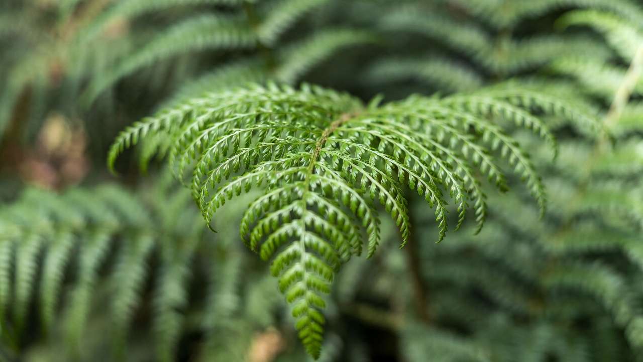 Close-up of Boston fern fronds showing detailed leaf structure for natural air purification