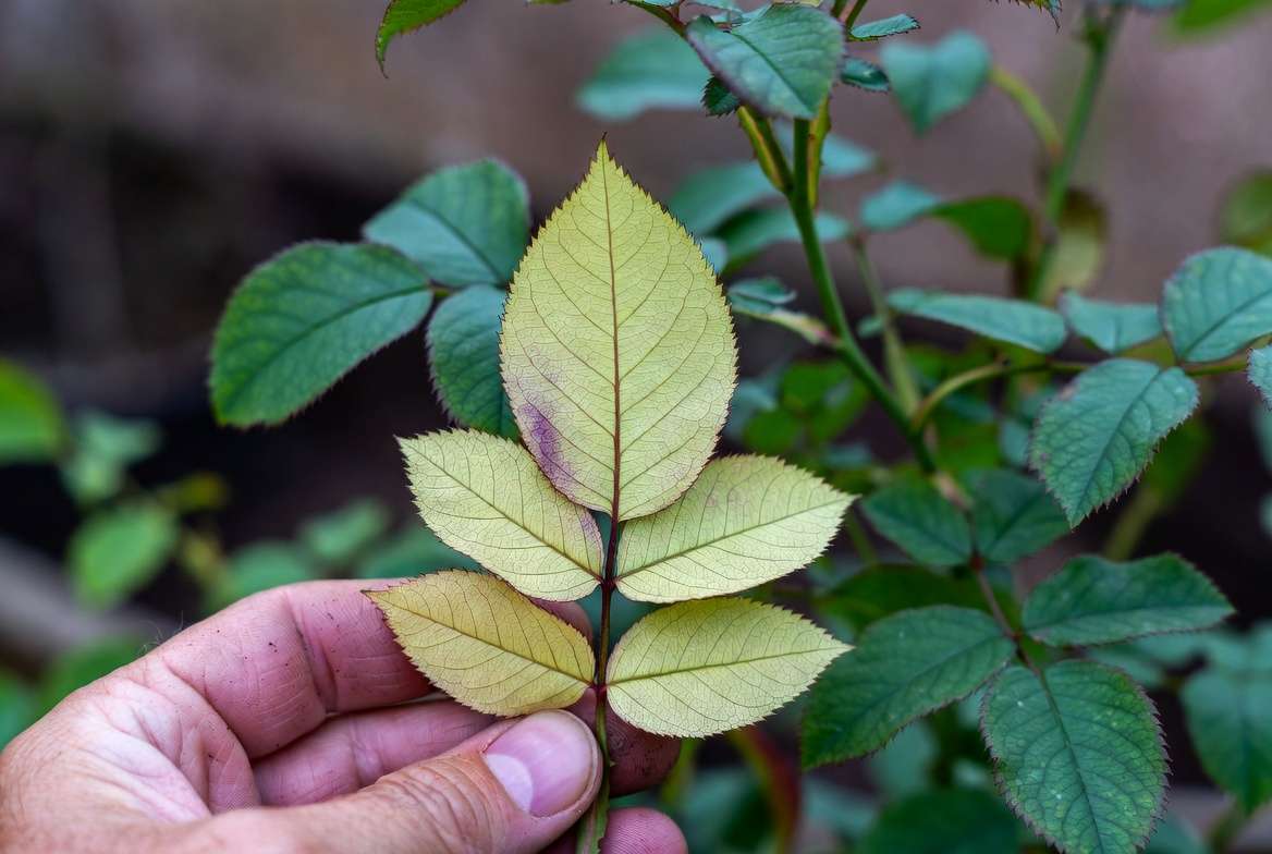 Rose leaf with magnesium deficiency interveinal chlorosis for accurate diagnosis