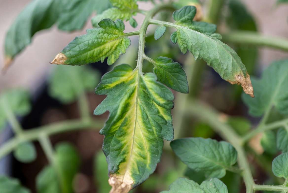 Magnesium deficiency symptoms on tomato leaf showing interveinal chlorosis yellowing between green veins