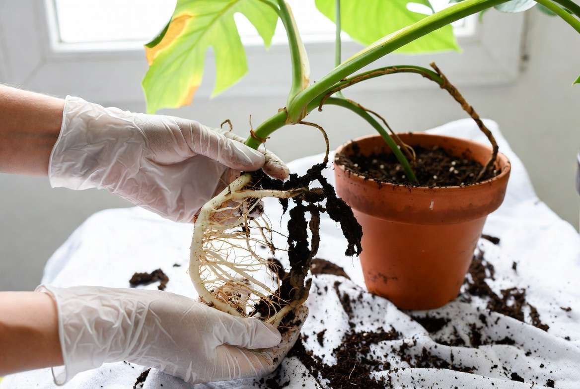 Inspecting houseplant roots to diagnose root rot by removing plant from pot