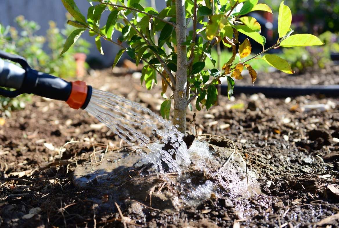 Flushing soil with water to correct overfertilization and fertilizer burn on tree