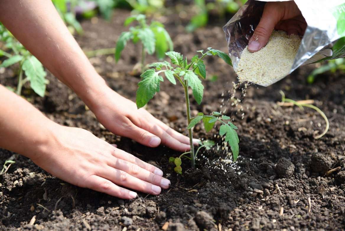 Applying bone meal to fix phosphorus deficiency in tomato plants