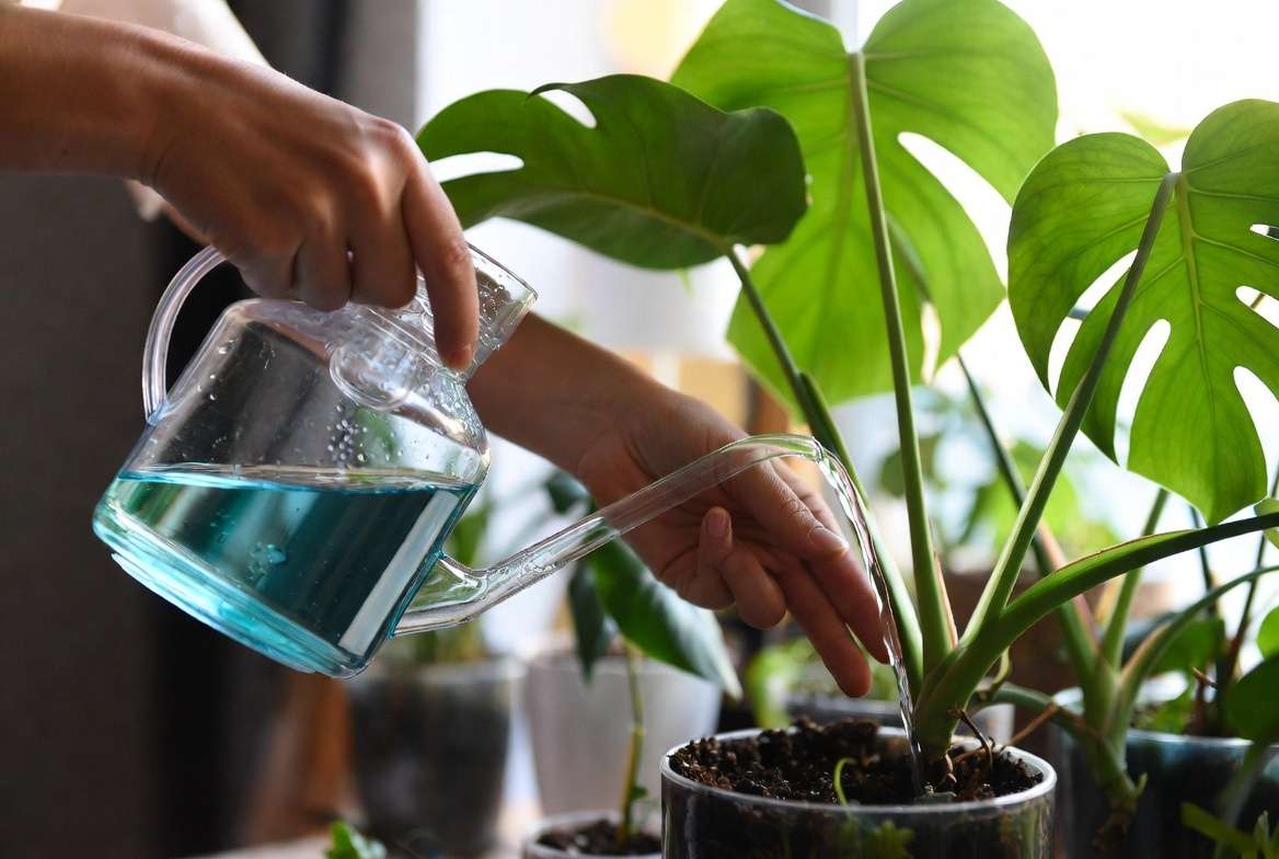 Applying liquid fertilizer to houseplant soil with watering can step by step