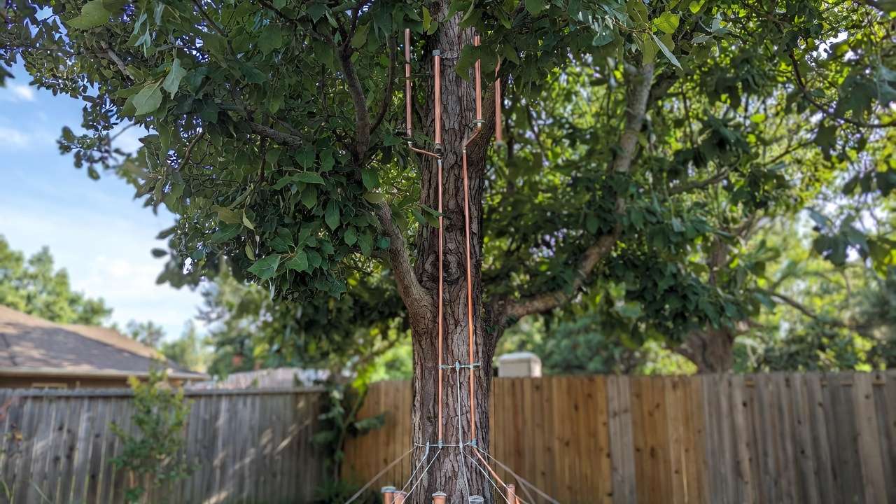 How to Protect Your Tall Trees from Lightning Damage