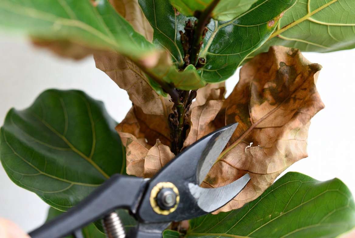 Pruning damaged sunburned leaves from a Fiddle Leaf Fig using sterilized shears during houseplant recovery