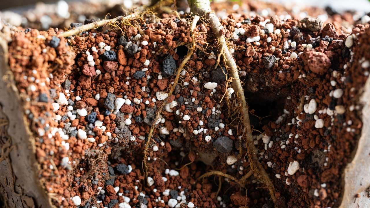 Proper well-draining bonsai soil mix with akadama, pumice, and lava rock